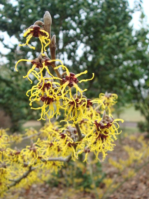 Hamamelis japonica 'Arborea' fleur P28